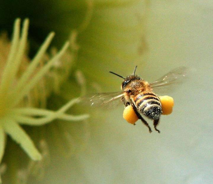 Bee Pollen: A Buzzworthy Powerball